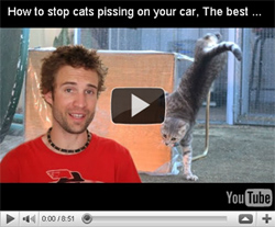 youtube_thumb_cat